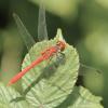 Sympetrum sanguineum
